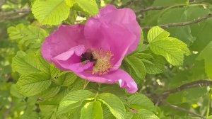 Bumblebees, and rose hips, ШМЕЛИ И РОЗЫ