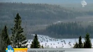 мамонты в Сибири