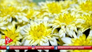 Top 20 Most Beautiful Flowers in the World (part 4) (#StayHome and improve your knowledge #WithMe)