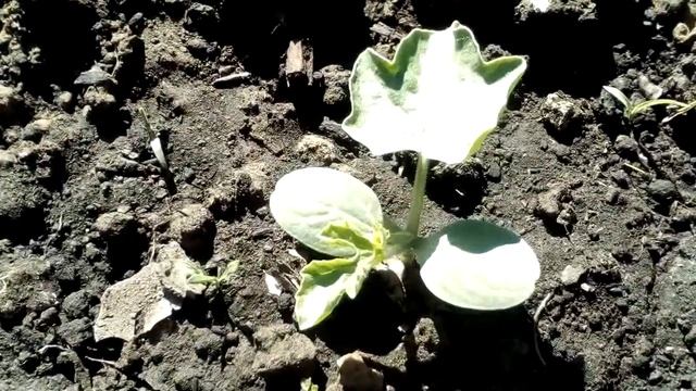 Арбузы Кримсон Свит.  Месяц после посадки. 19.05