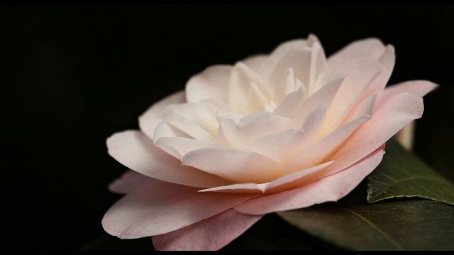 Magh Dra - Camelia (Melodic Psytrance) смотреть онлайн