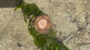 Quick Nature Walk: Anemone