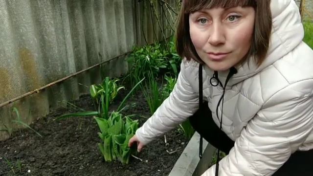 ОГЛЯД КЛУМБ. Новинка в моєму квітнику. смотреть онлайн