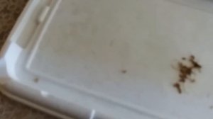 Проращивание травы для кошек