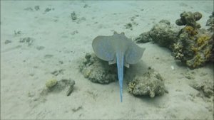 Blue Spotted ribbontail ray * Синепятнистый скат-хвостокол *