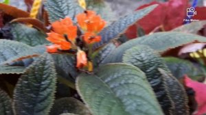 How to grow and care episcia plant || Episcia cupriata || Flame violet  பராமரிப்பு செய்வது எப்படி