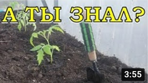 Высаживаем переросшие ТОМАТЫ лежа???