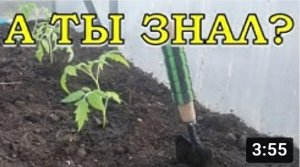 Высаживаем переросшие ТОМАТЫ лежа???
