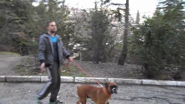 Обзор на породу Немцекий боксер (боксер старотипный) смотреть онлайн