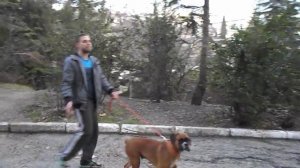 Обзор на породу Немцекий боксер (боксер старотипный)