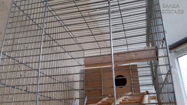 ? Давайте определим, оплодотворены ли яйца?! ??? смотреть онлайн