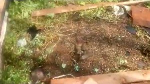 баня из поддонов,стройка номер 2 (часть 1 каркас и фундамент)