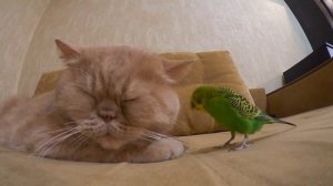 Крепкая дружба животных, кот и попугай