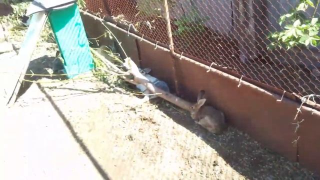 Вольерное содержание кроликов. Плюсы и минусы. смотреть онлайн