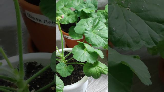 Как почистить листья герани? смотреть онлайн