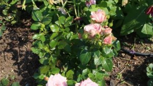 Просили показать мои корнесобственные розы?? Показываю и развеиваю миф.