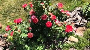 САМЫЕ ЯРКИЕ РОЗЫ ДЛЯ САДА. ОБЗОР 6 СОРТОВ ?