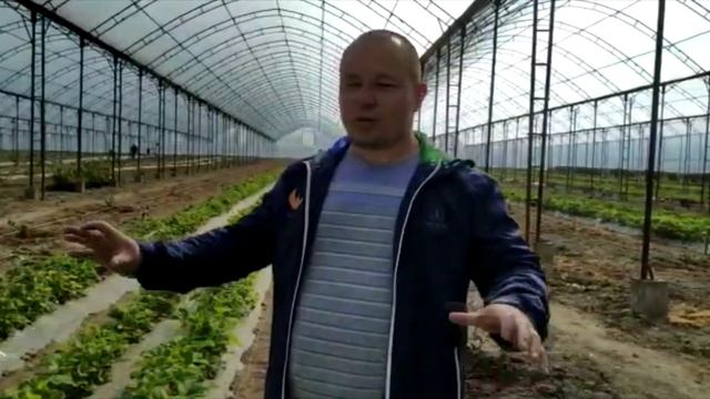 Земледелие для теплиц хозяйств органическое выращивание