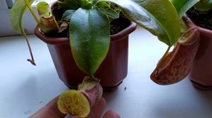 Непентес(Nepenthes). Содержание,уход за Непентесом.