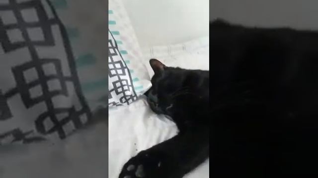 БЛОГ О ЖИЗНИ КОТА (МАНУНА,ПУШУНА)