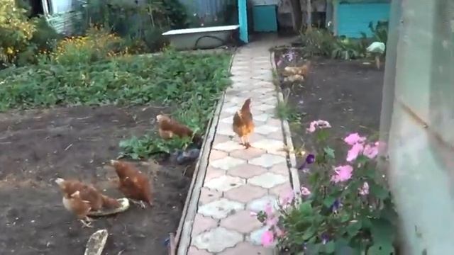 ДАЧА Осенние огурчики,поправка,сегодня 17 сентября смотреть онлайн