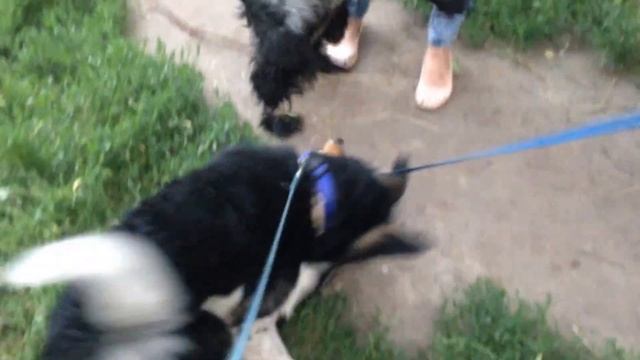 Рекс и Хантер (Омск) смотреть онлайн