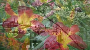 цветы Китая