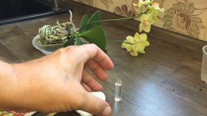 ТОПАЗ для орхидеи корни и листья БУДУТ ЗДОРОВЫ