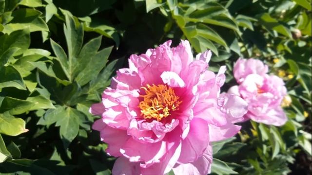 Peony First Arrival (Пион First Arrival), Anderson, 1986. смотреть онлайн