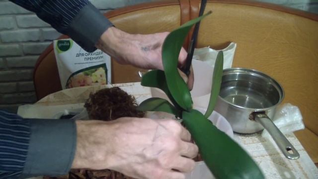 Пересадка цветущей Орхидеи . Полив смотреть онлайн