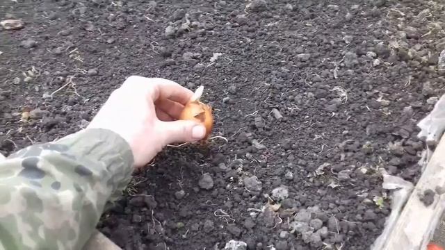 Высадка лука на зелень в теплице. смотреть онлайн