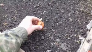 Высадка лука на зелень в теплице.