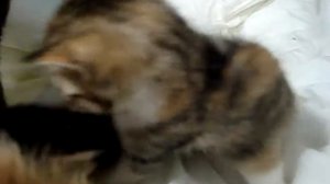 Cat ....고양이... ~  Хорошенькие Котята