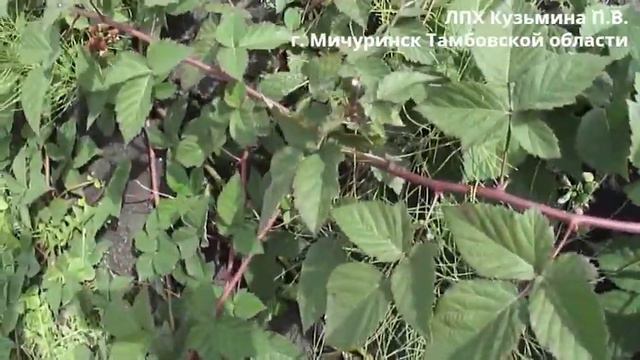 07 09 2022 г ТОРНФРИ смотреть онлайн