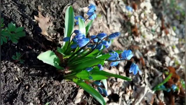 Акция "Первоцвет" смотреть онлайн