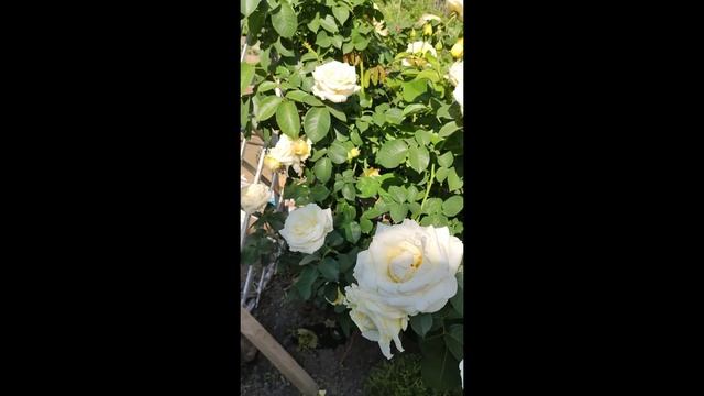 Роза Шнеевальзер смотреть онлайн