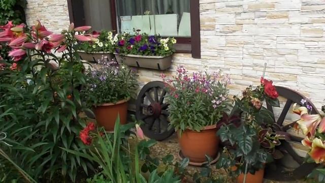 Сажайте трубчатые лилии. Обзор .Мои красивые ,ароматные лилии и розы 2018г . смотреть онлайн