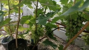 Лучшие сорта винограда 2022г.