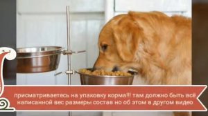 Каким кормом кормить сухим или натуральным?????