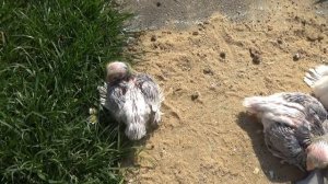 Tauben / Pigeons / Mои голуби / Показываю, как я окольцовываю голубят. 07.04.19