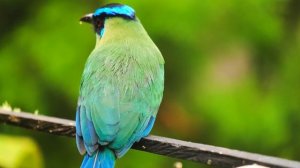 8K ULTRA HDR 60FPS Dolby Vision with Relaxing Music (Close-up Animals)