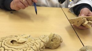 Анатомия. Ствол Головного Мозга