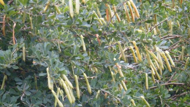 САМАРА.Дачные грядки мои.15 серия.Цветы на грядках, ящерица, бабочка. смотреть онлайн