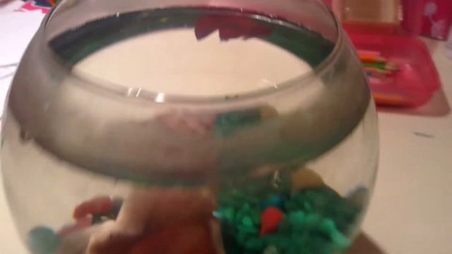 Мой питомец рыбка петушок Лизи. Очень Интересно! смотреть онлайн