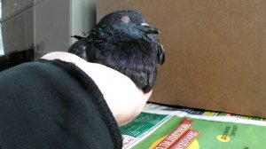 1 Голубь Вертячка Не может есть