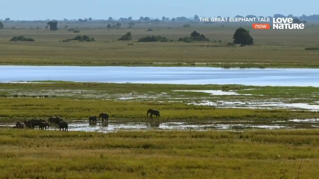 Дикая природа The Great Elephant Tale _ Великая слоновья сказка HD .mp4 смотреть онлайн