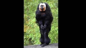 Удивительные соседи. Белолицый саки