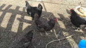 Кормим кур виноградными косточками. We feed the chickens with grape seeds