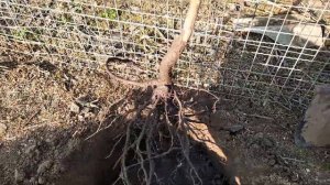 Качество саженца  груши (Аббат Фетель) питомника " Макси Сад " Юрия Кривовяза