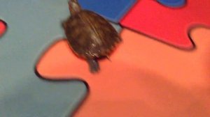 Как переворачиваются черепахи